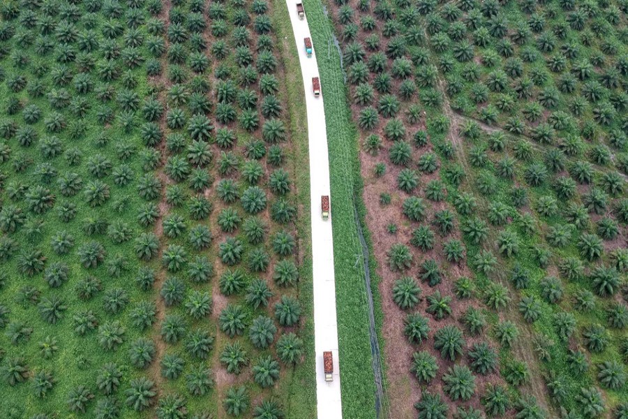 An aerial photo of a palm oil plantation in Batanghari, Jambi province, Sumatra island, Indonesia November 28, 2018. Picture taken November 28, 2018. Antara Foto/Wahdi Septiawan/via Reuters