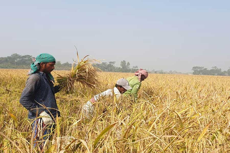 Farmers harvesting T-Aman paddy at a field under Dacope upazila in Khulna district    	— FE Photo
