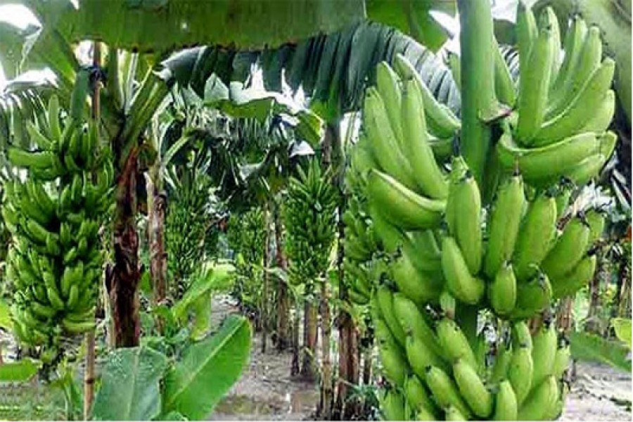 Banana farming makes 100 char families self-reliant