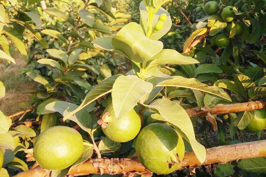 Organic guava farming  brings healthy returns