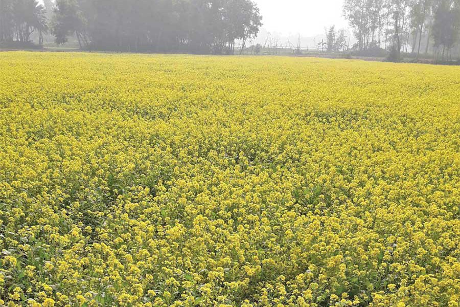 Naogaon farmers turn to mustard farming