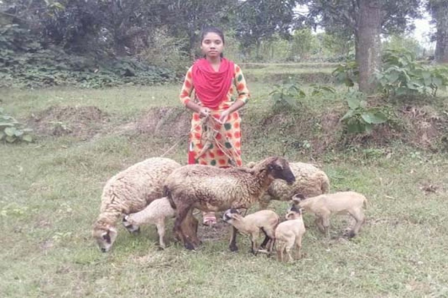 Sheep farming brings smile for Rajshahi villagers