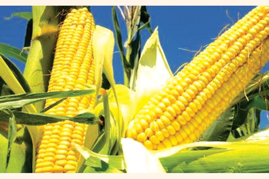 Maize cultivation progressing in Rangpur region