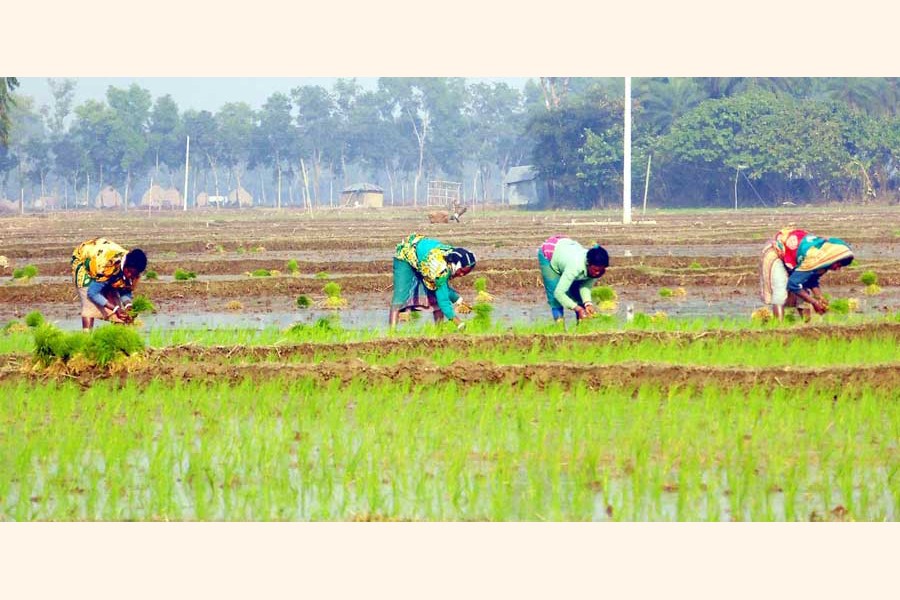 Farm workers planting Boro seedlings on a field in a village of Bogura district	— FE Photo