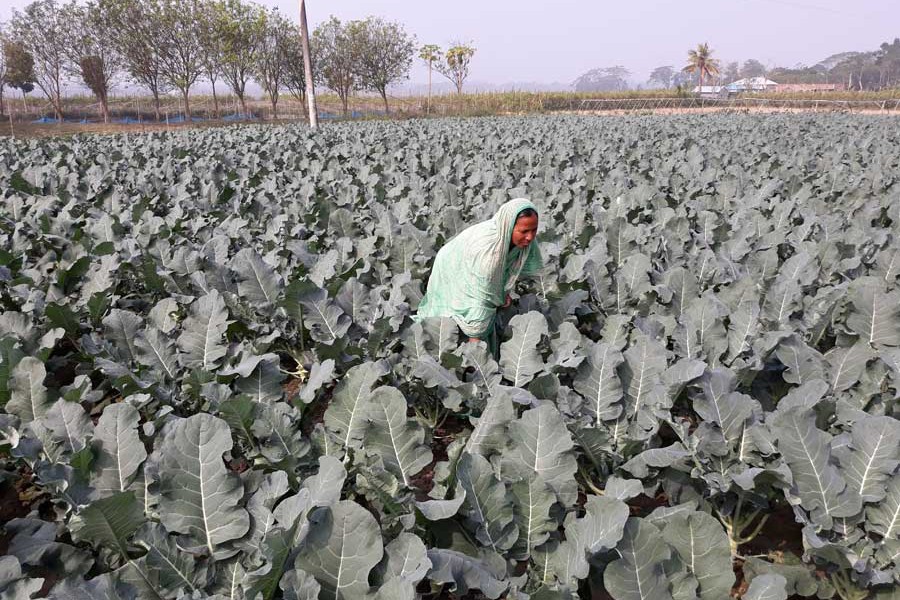 A female farmer taking care of her broccoli field at Khatra under Gopalganj Sadar  	— FE Photo
