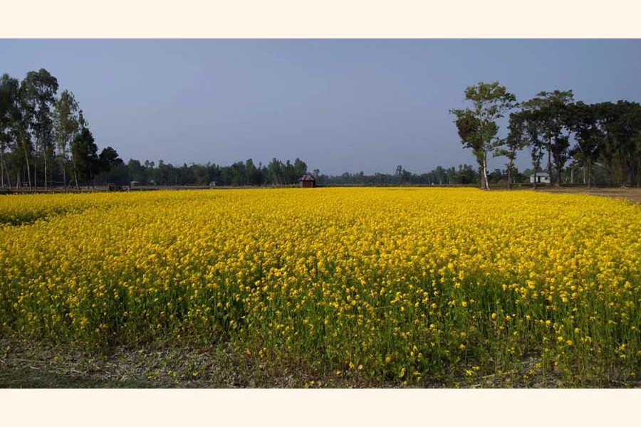 A mustard field in Dumuria upazila in Khulna 	— FE Photo