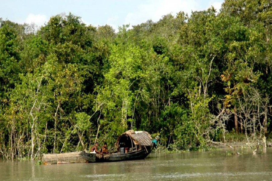 A view of the Sundarbans, the world's largest mangrove forest -- UNB