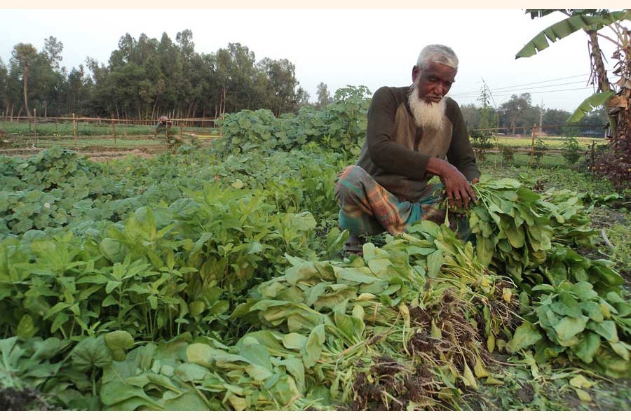 An elderly farmer harvesting spinach from his field under Akkelpur upazila of Joypurhat 	— FE Photo