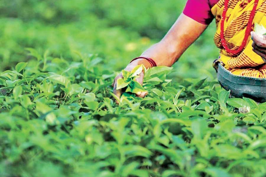 Check tea smuggling to protect local producers