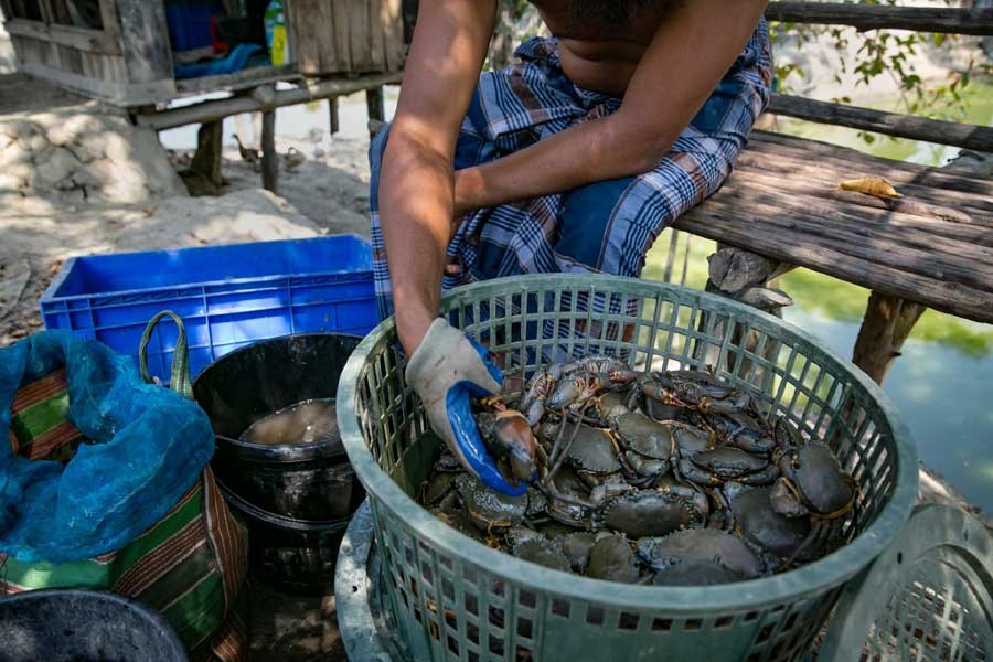 Bagerhat crab exports hit snag amid coronavirus scare