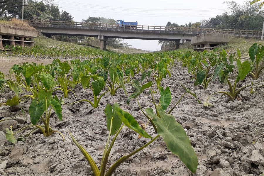 Taro being grown in the dry portion of the Mandartala canal in the Bakhunda area of Girda union under Faridpur Sadar upazila 	— FE Photo