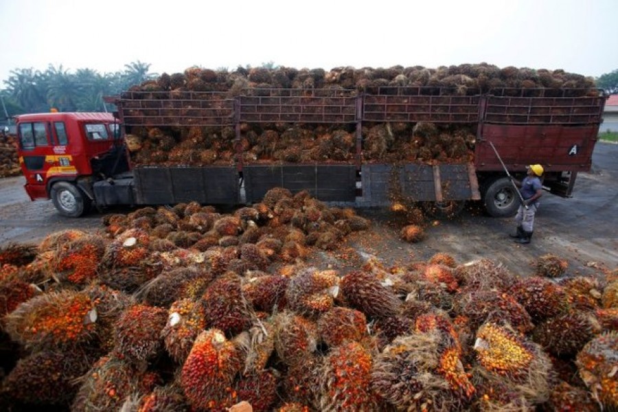 A worker unloads palm oil fruits from a lorry inside a palm oil factory in Salak Tinggi, outside Kuala Lumpur, Malaysia, August 04, 2014. Reuters/Files