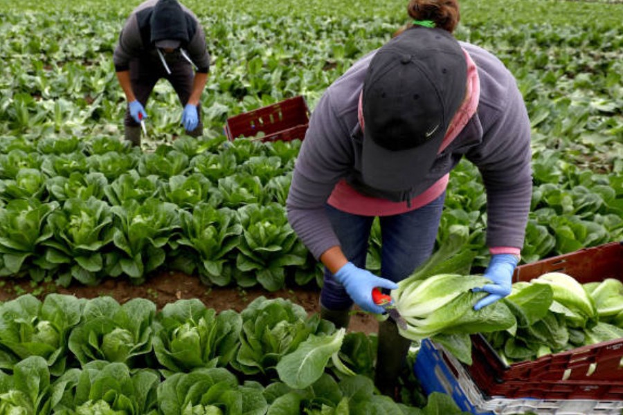 Migrant workers pick lettuce on a farm in Kent. © Neil Hall/Reuters