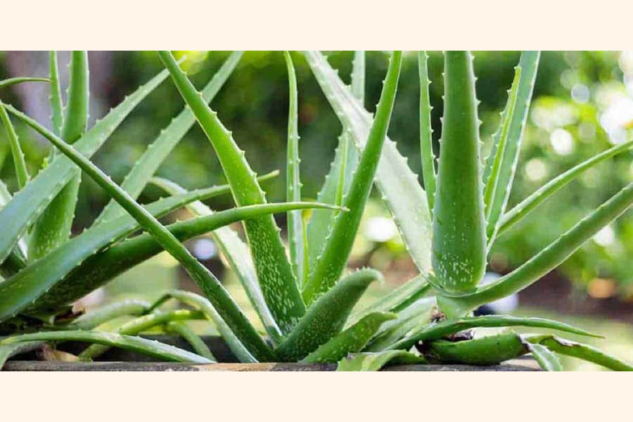 Aloe vera farming becomes popular in Naogaon