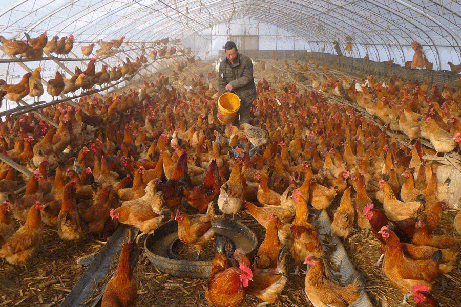 China’s chicken chain comes unstuck amid chaos of virus measures