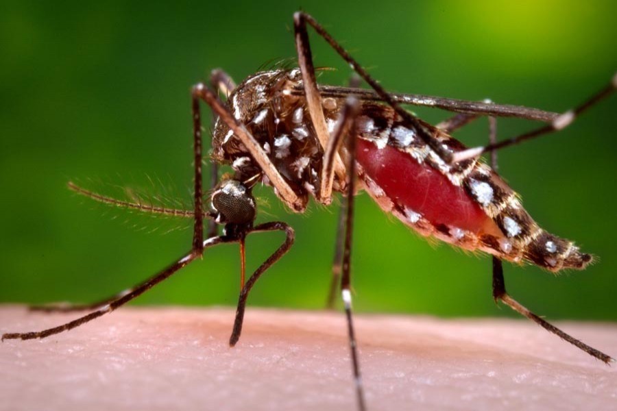One new dengue patient admitted to hospital