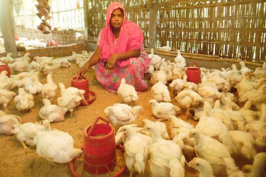 A small poultry farmer taking care of her poultry farm in Dhap Sarderpara area of Rangpur, October 02, 2017— FE/Files