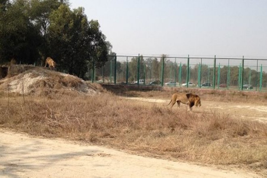 Boy's remains found in lion enclosure at Pakistan zoo