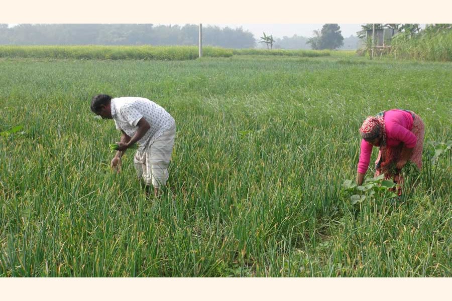 Onion farmers working at a field in Faridpur Sadar upazila  	— FE Photo