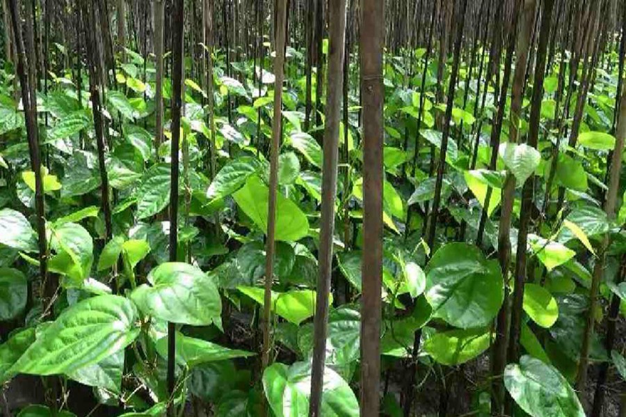 Farmers in Lakshmipur district say betel leaf can be exported if the government provides necessary assistance — UNB Photo