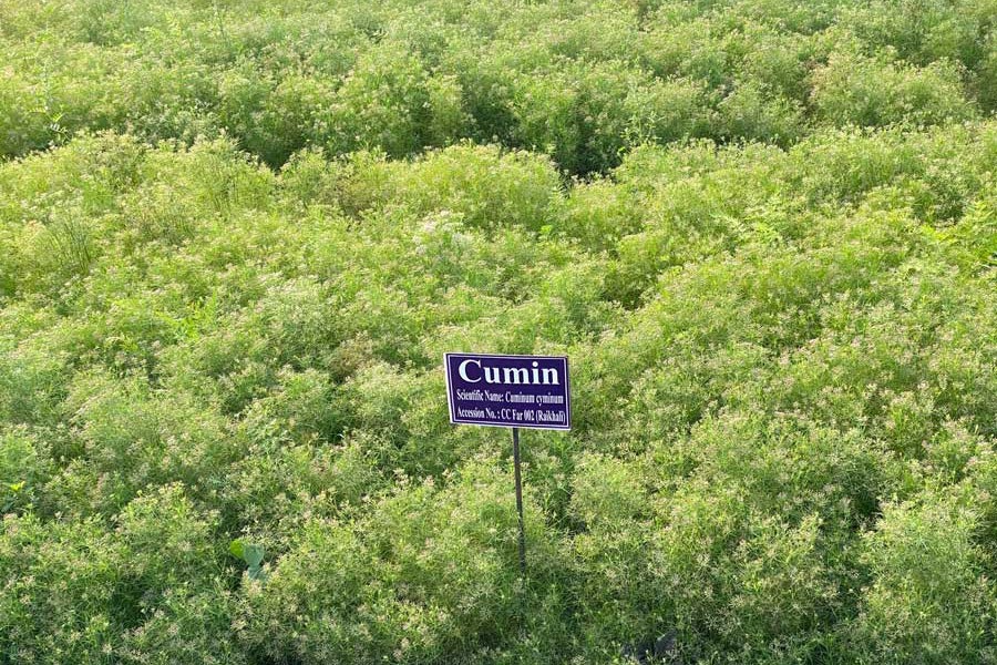 Cumin successfully  grown in Faridpur