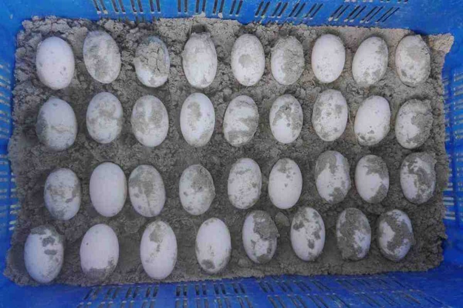 Rare 'Batagur Baska' lays eggs in Sundarbans