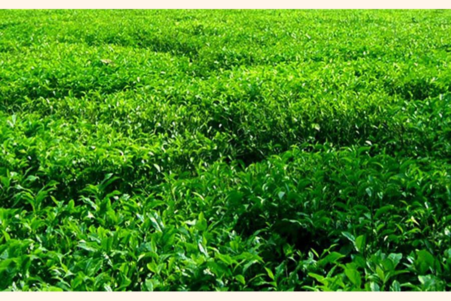 Tea growing on plain land becomes a boon for northern districts’ farmers