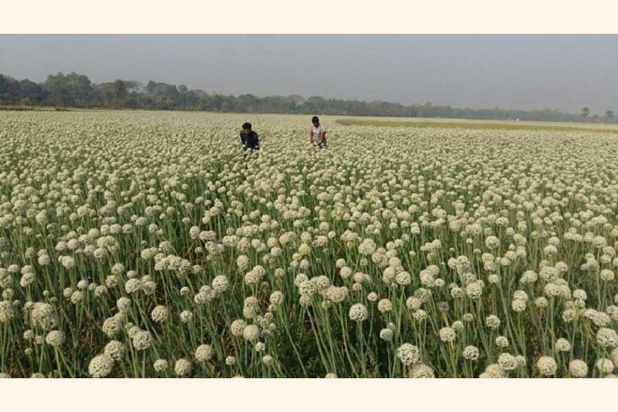 An onion seed production field at a village of Faridpur district	—  FE Photo
