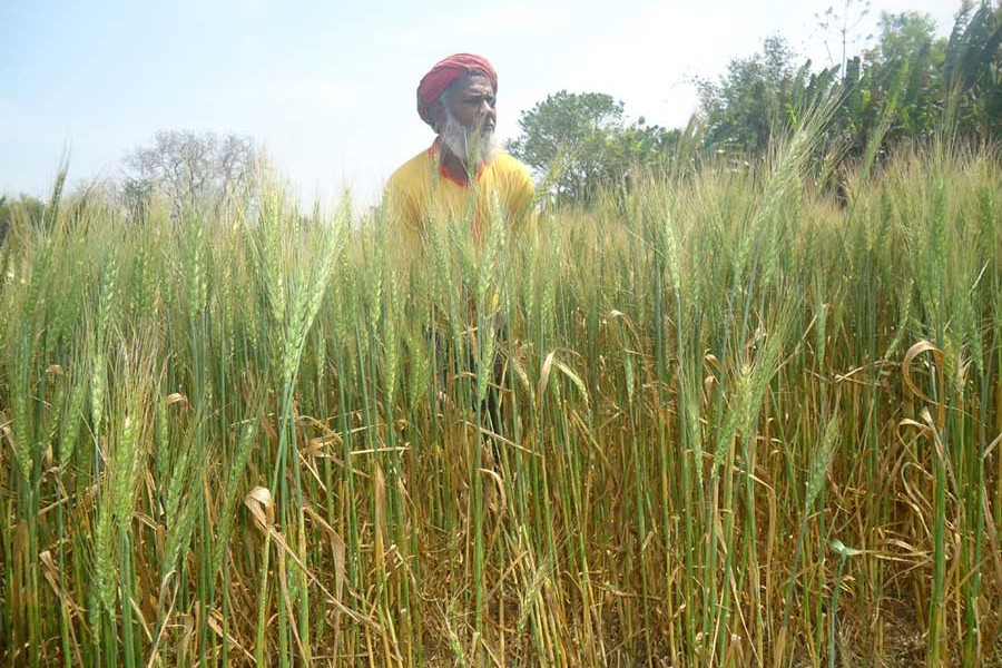 A wheat farmer taking care of his field at Bashkutha village under Magura Sadar upazila  	— FE Photo
