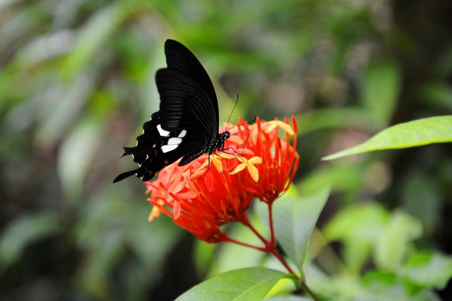 File photo shows a butterfly rests on a flower in a tropical rainforest national park in Mengla County of Xishuangbanna Dai Autonomous Prefecture, southwest China's Yunnan Province. (Xinhua/Liu Yongzhen)