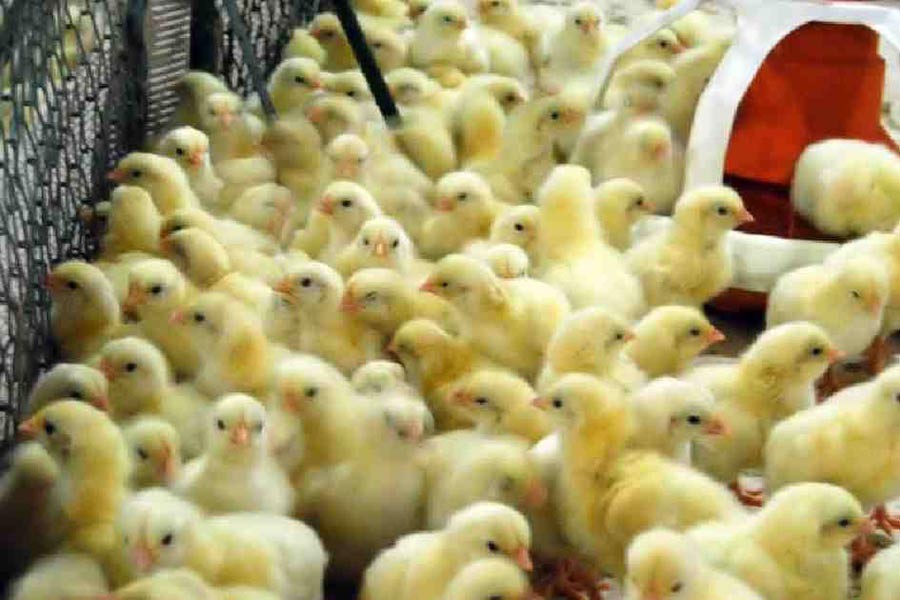 Jashore poultry hatchery owners counting huge losses