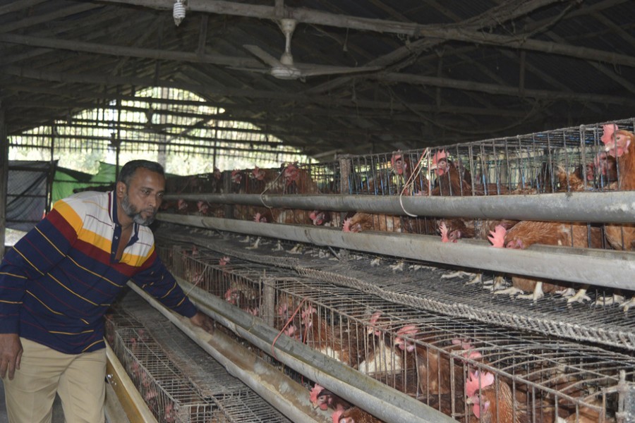 A man seen feeding chickens at his poultry farm in this undated FE photo