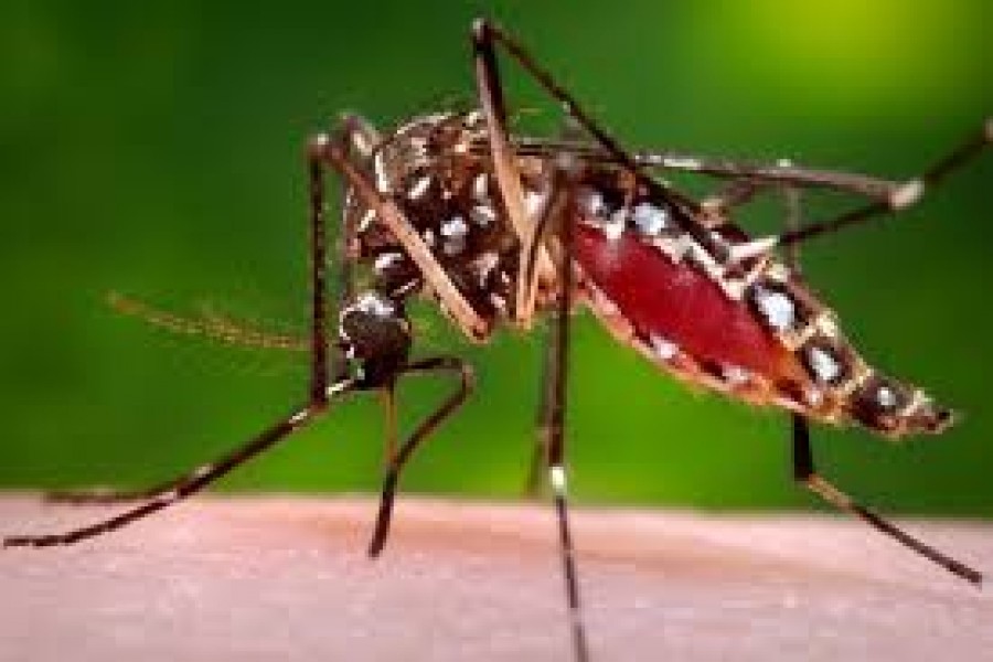 No new dengue case in 24 hrs   