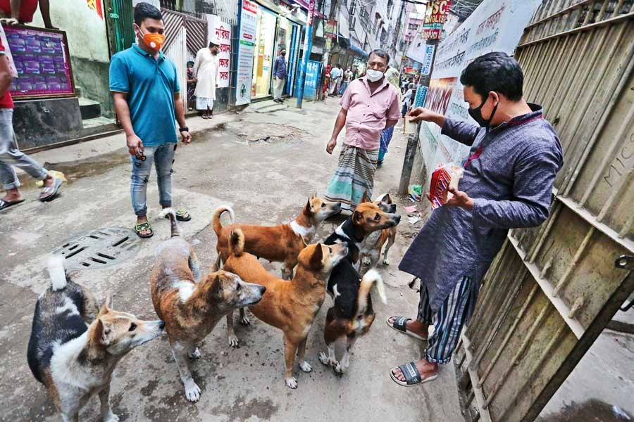 As dogs find food scarce as people are staying home, a man is seen feeding the animals at Shantibagh in the city on Friday — FE photo