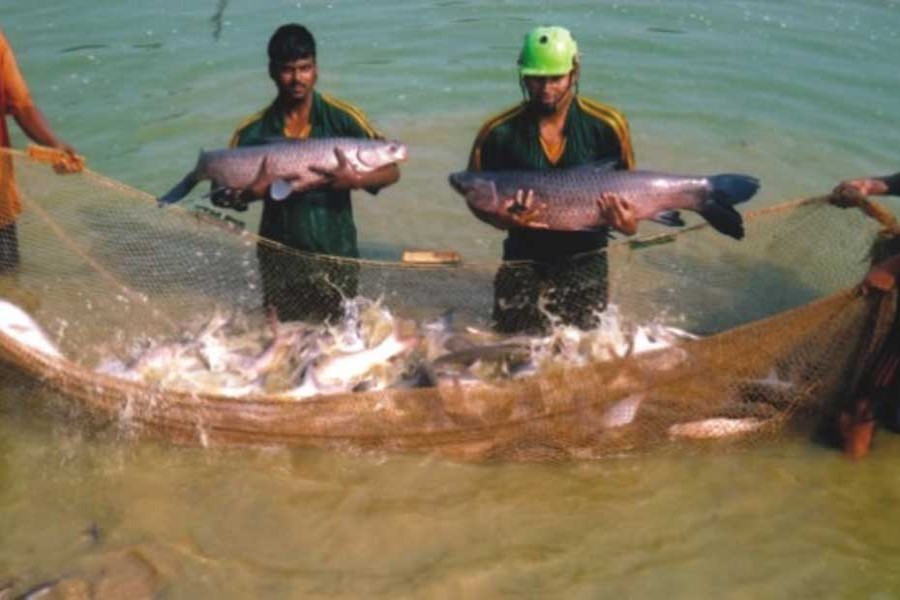 Move to save fisheries sector from pandemic fallout