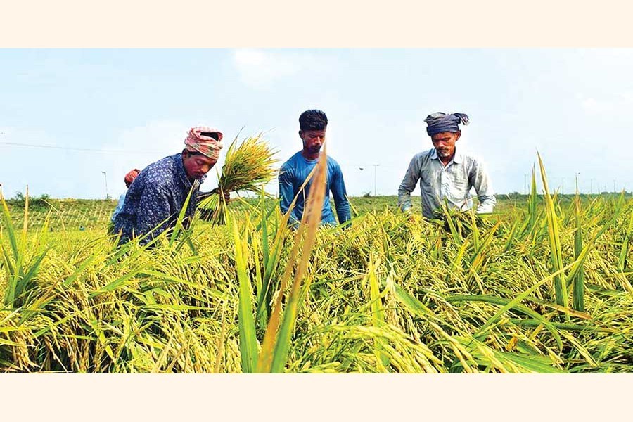 Farmers with the help of locals harvesting paddy in Dharanti Haor of Sarail upazila under Brahmanbaria district on Tuesday in their race against time with a flood warning already issued — Focus Bangla