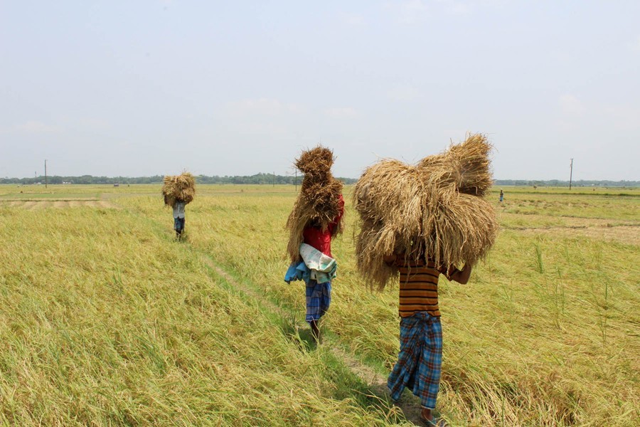 Boro farmers returning home with the newly-harvested paddy in Bashkuta village under Sadar upazila in Magura, May 09, 2018. — FE/Files