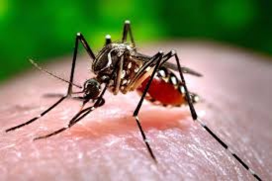 Govt plans to launch special cell to prevent dengue outbreak