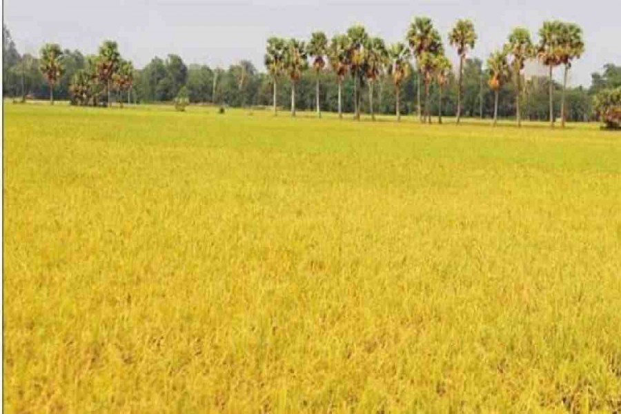 62pc of haor paddy harvested