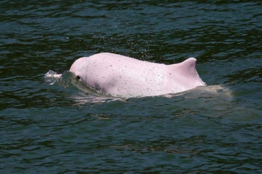 Rare pink dolphins spotted at Thai island