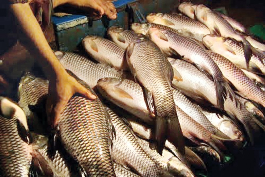 ‘Livestock Ministry sells 421,000 kg fish everyday through mobile stalls’