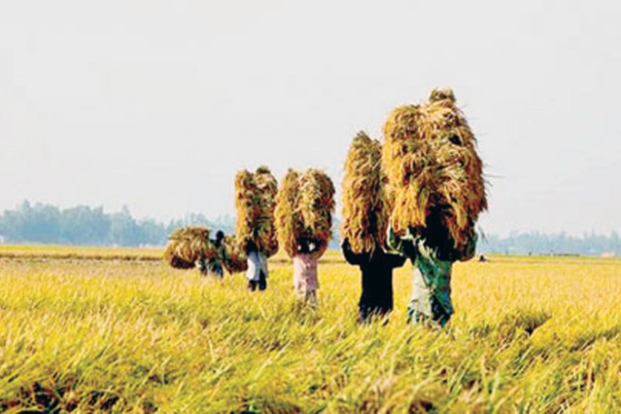 64 officers to monitor agricultural activities across BD