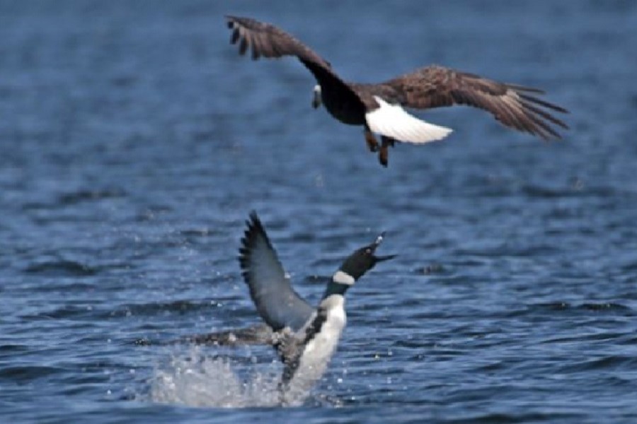 Loons have been known to defend their chicks against eagles. — Jon Winslow/Department of Inland Fisheries/via BBC