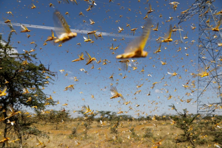 A swarm of desert locusts flies over a ranch near the town of Nanyuki in Laikipia county, Kenya, February 21, 2020. Picture taken February 21, 2020. REUTERS/Baz Ratner/File Photo
