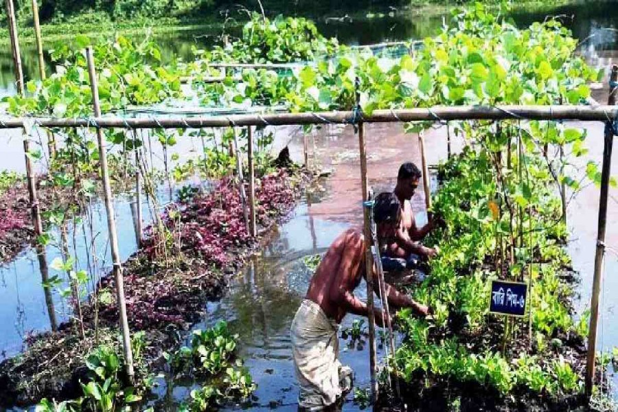 Vegetable farming on floating beds gets popularity in Sylhet