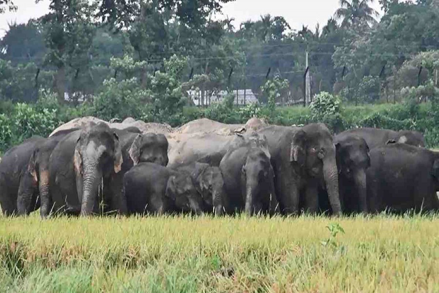 Kurigram farmers worried as Indian elephants damage crops