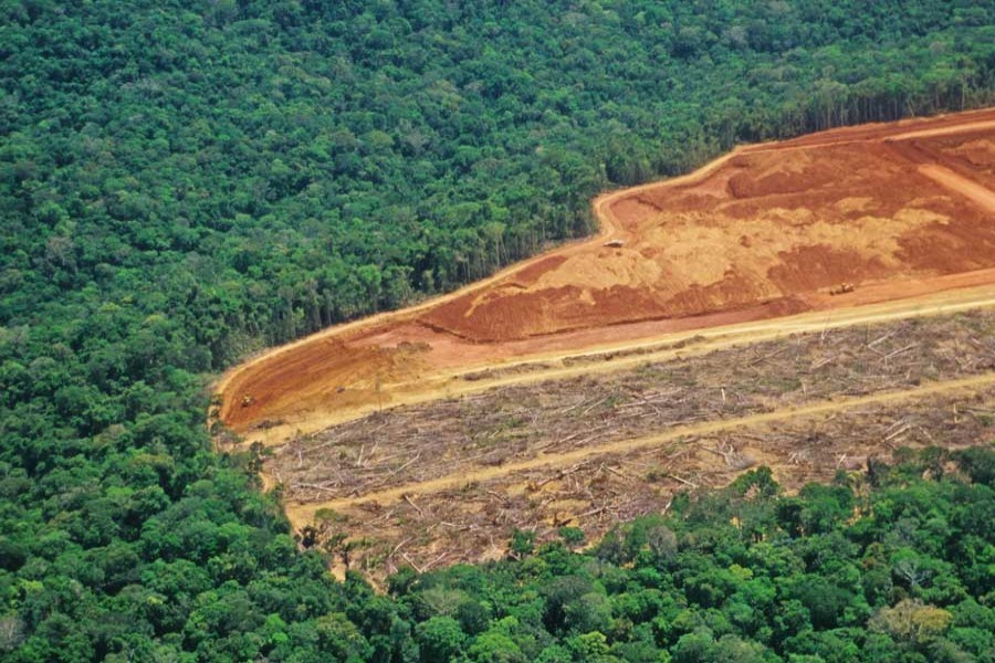 Brazil's monthly Amazon deforestation hits highest level in five years