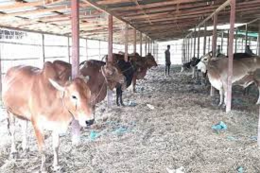 Temporary cattle market