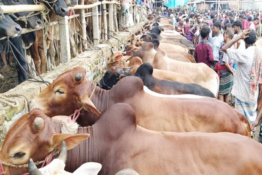 1,200 medical teams to keep sick cattle at bay ahead of Eid-ul-Azha