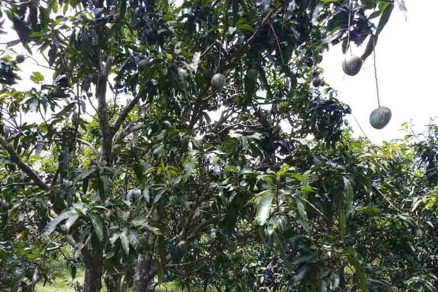 A tree bearing mangoes in village Batikadanga in Magura — FE Photo